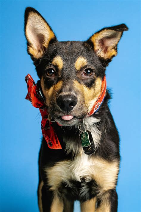 The Border Collie German Shepherd Mix - Meet the Breed