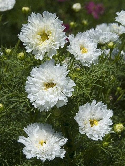 Sale Organic Cosmos Double Click Snow Puff Seeds Zaden Cosmea