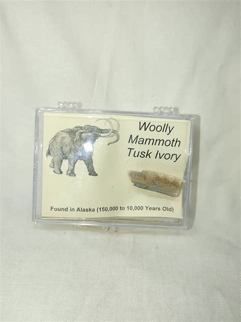 Woolly-Mammoth-Ivory-17.jpg for sale