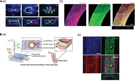 Frontiers D Bioprinting Based Vascularized Tissue Models Mimicking