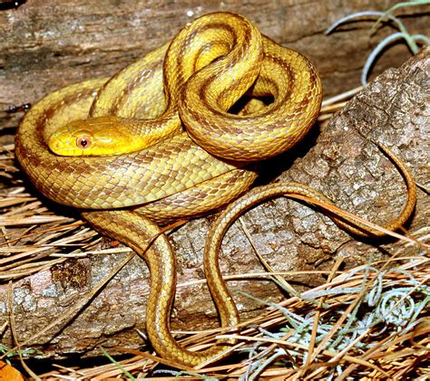 Yellow Rat Snake Photograph By Millard H Sharp Fine Art America