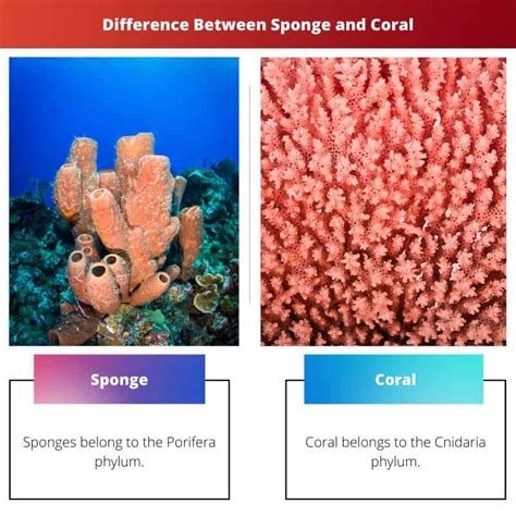 Sponge Vs Coral Difference And Comparison