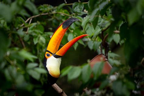 Toco Toucans • Brandywine Zoo • Go a Little Wild