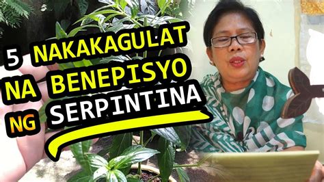 Serpintina Leaves Benefits Tagalog How To Use Serpintina Paano