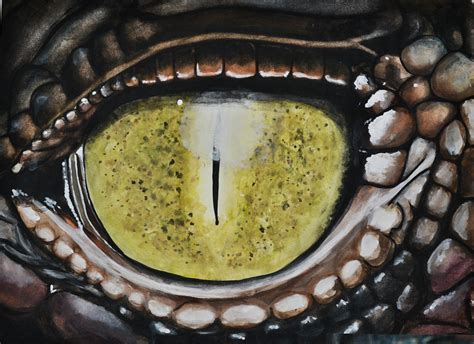 Alligators Eye By Emilymeganx On Deviantart