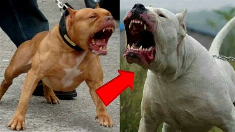 Pitbull Vs Dogo Argentino ¿quién Es Mas Poderoso Y Podría Ganar Una