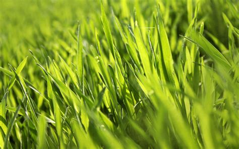 macro, Nature, Fresh Wallpapers HD / Desktop and Mobile Backgrounds