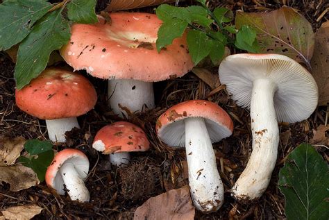 Сыроежка Мэйра (Russula nobilis) фото и описание