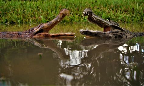 Deinosuchus vs Sarcosuchus by zoome3 on DeviantArt