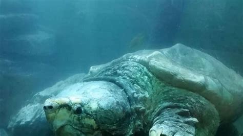 Tulsa Zoos 150 Pound Alligator Snapping Turtle Dies