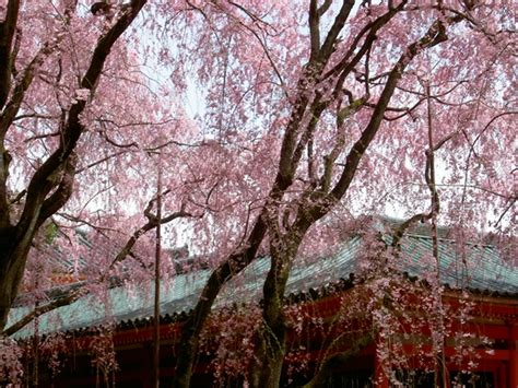 平安神宮 京都観光研究所周辺名所アクセス地図写真