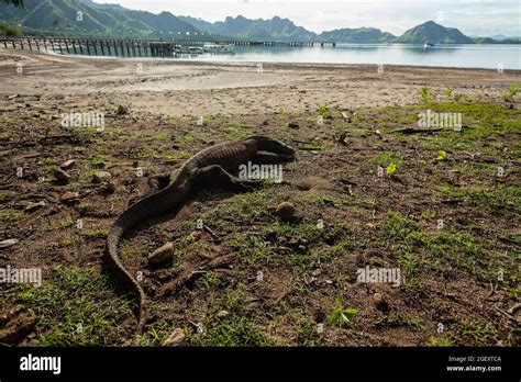 Habitat Naturale Del Drago Di Komodo Immagini E Fotografie Stock Ad