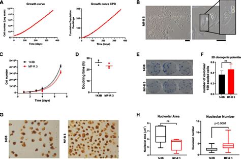 Human Osteosarcoma Cell Lines B Atcc Bioz