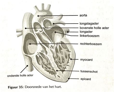 Cardiovasculair Stelsel Flashcards Quizlet