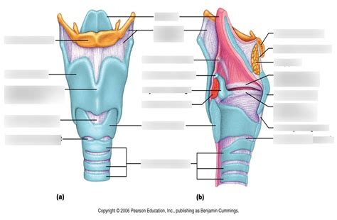 Larynx Lab Quiz Diagram Quizlet