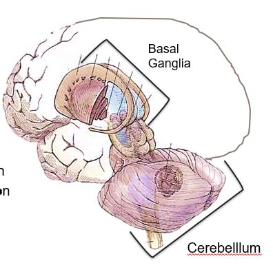 Test Neuro Basal Ganglia Flashcards Quizlet