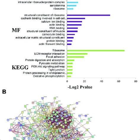 Functional Classification Of Differentially Expressed Proteins In