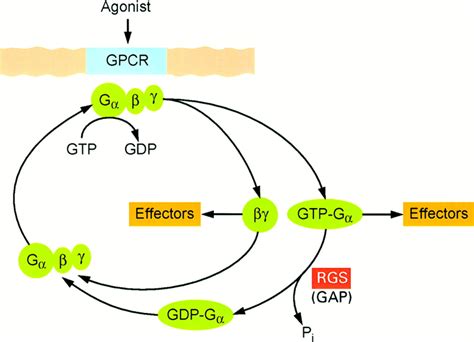 Heterotrimeric G Protein Signaling Roles In Immune Function And Fine