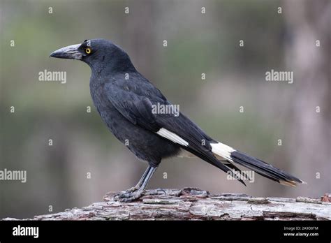 Pied Currawong Stock Photo - Alamy