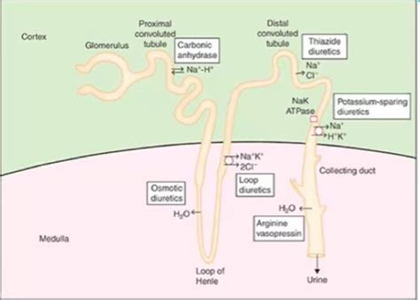 Pharmacology Diuretics Antiemetics Flashcards Quizlet