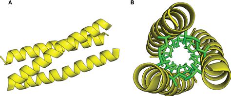 Frontiers A Trimeric Coiled Coil Motif Binds Bacterial