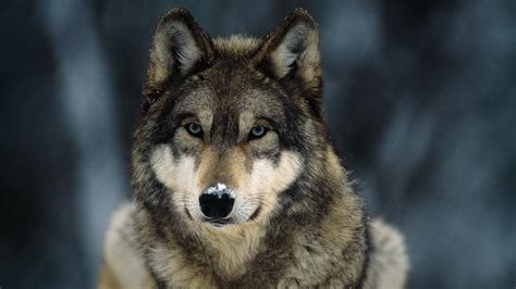 Tiffany Asking Baldwin To Join Wolf Delisting Effort Wxpr