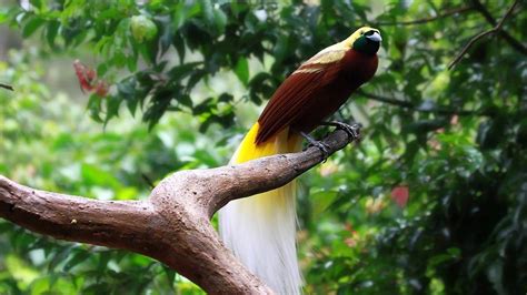 rahasia habitat  strategi bertahan hidup burung cendrawasih