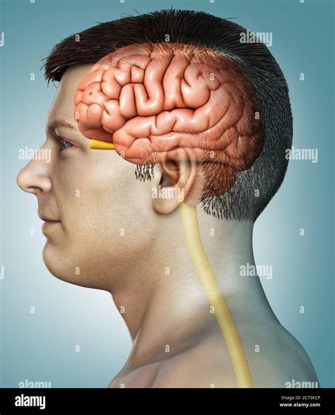 3d Rendered Medically Accurate Illustration Of A Male Brain Anatomy