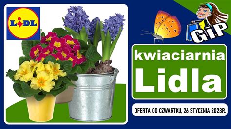 Lidl Oferta Od Czwartku Kwiaciarnia Lidla Tanie Kwiaty