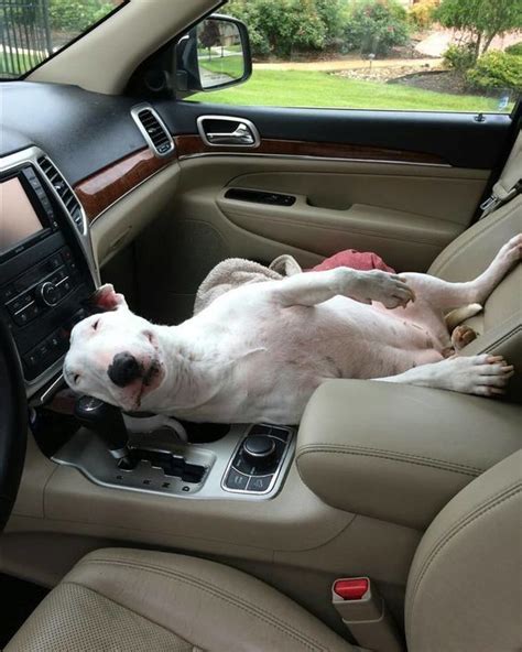 Funniest Facts About Bull Terriers That Will Make You Smile Artofit