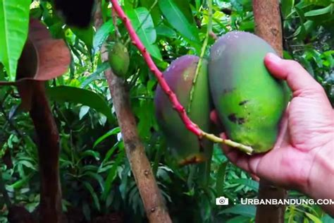 Wah Inovasi Baru Paksa Pohon Mangga Cepat Berbuah Bunganya Langsung