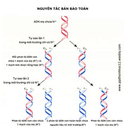 Nguyên Tắc Bán Bảo Toàn Hiểu Đúng Về Quá Trình Sao Chép DNA Và Ý Nghĩa