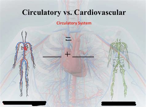 Lecture Cardiovascular System Flashcards Quizlet