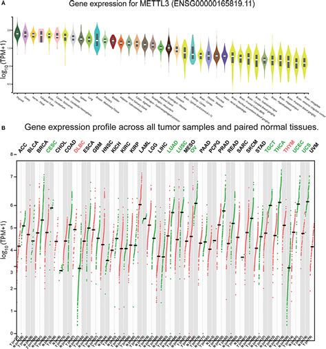 Frontiers Malignant Evaluation And Clinical Prognostic Values Of M A