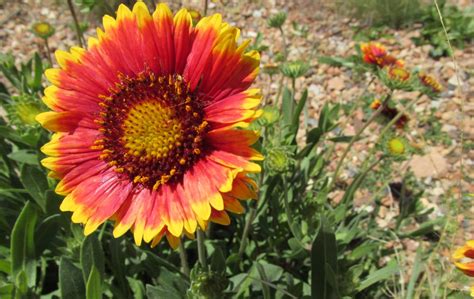 Wild Flowers In Utah Smithsonian Photo Contest Smithsonian Magazine