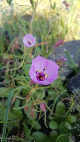 Clarkia - PictureThis
