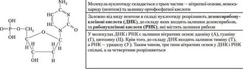 БІЛКИ – Органічні речовини ️ | Довідник з біології