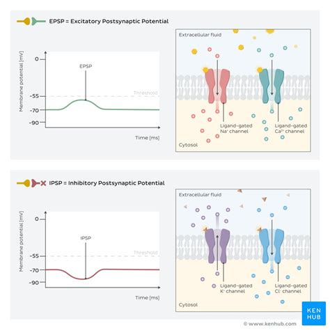 Postsynaptic potentials: EPSPs and IPSPs | Kenhub 