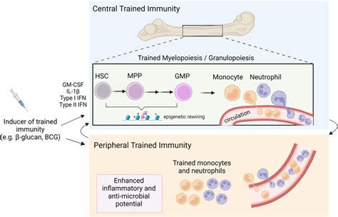 Central And Peripheral Trained Immunity Central Trained Immunity