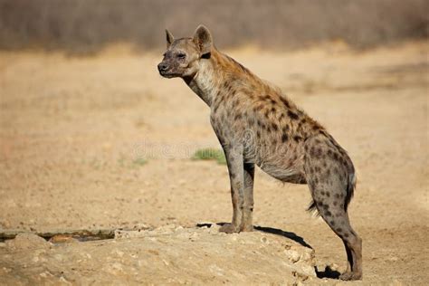 Spotted Hyena in Natural Habitat Stock Image - Image of park, scavenger ...