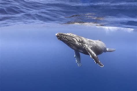 Les Baleines De Polyn Sie Arts Et Voyages