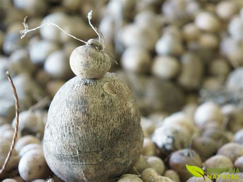 Inhame Selvagem Saiba Para Que Serve Medicina Natural