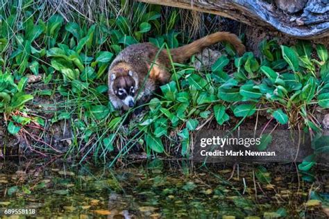 Coatimundi Animal Photos and Premium High Res Pictures - Getty Images