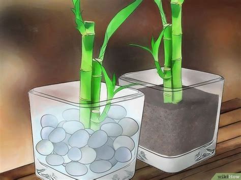 How to Take Care of Lucky Bamboo: Growing Tips & Facts | Lucky bamboo plants, Bamboo plant care ...