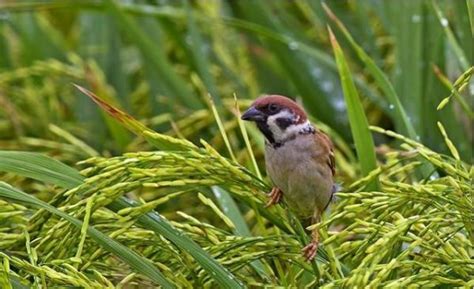 Kiat Mengusir Burung Pipit Hama Tumbuhan Padi Hasjrat Yanmar