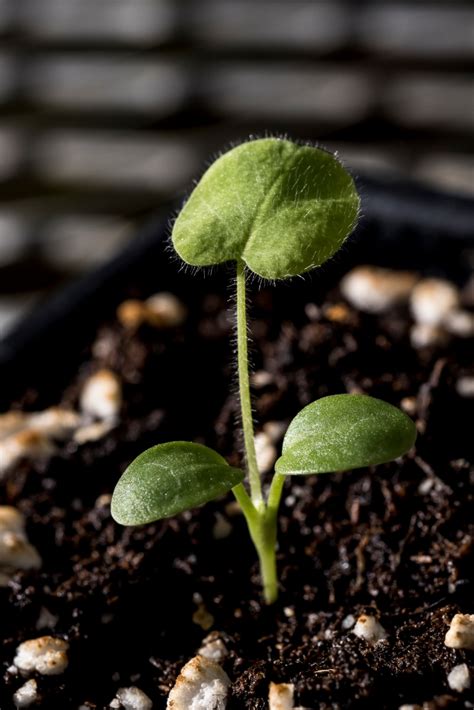 How To Select The Best Clover Varieties Kentucky Forage News