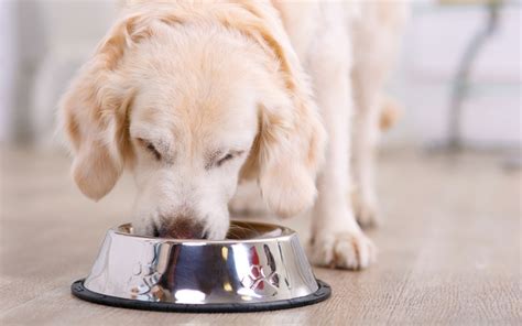 Alimentos Proibidos Veja Quais S O As Comidas Que Seu Pet N O Pode