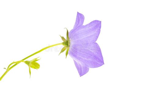 Flowers Bluebells Isolated Stock Photo Image Of Bell 269827678