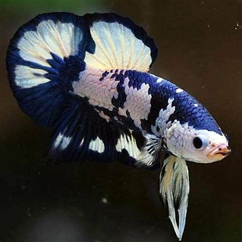 Marble Betta For Sale Online Danzhao Cc