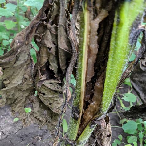 Bacterial Stem Rot Sclerotinia Basal Rot And Sunflower Rust Developing